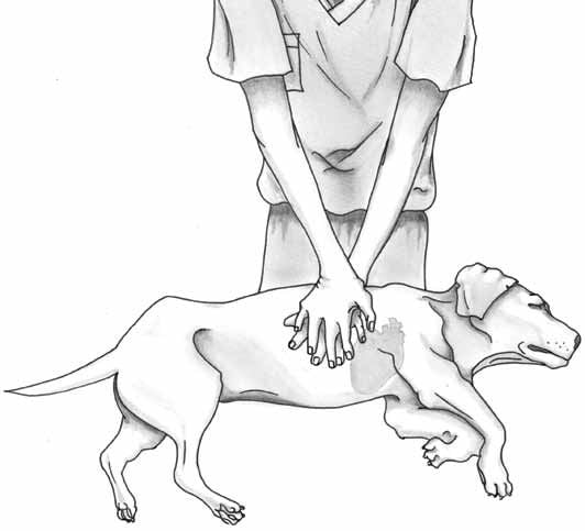 PET CPR (Basis life support for Dogs and Cats)